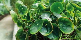 L'errore più frequente, che col tempo danneggia la pianta, è quello di lasciarla nel vaso iniziale, aggiungendo. Moltiplicare La Pilea La Pianta Delle Monete Come Fare Cose Di Casa