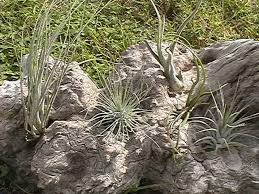 Pink quill plant care tips: Types Of Tillandsia How Many Varieties Of Air Plants Are Dummer Garden Manage Gfinger Es La App De Jardineria Mas Profesional