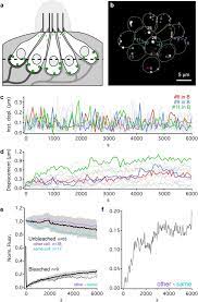 Querschnitt gmbh, salzburg (salzburg, austria). In Vivo Ribbon Mobility And Turnover Of Ribeye At Zebrafish Hair Cell Synapses Scientific Reports