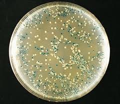 Download and use 100,000+ blue background stock photos for free. Blue White Screening Protocols For Colony Selection