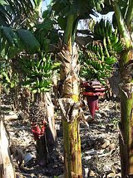 Image result for Musa paradisiaca