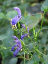 Image result for Brillantaisia madagascariensis