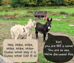 36 best mike mike mike mike images on pinterest | ha ha. Humpday Camel Hey Mike