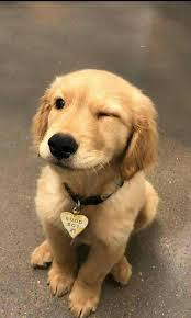 Pin On Fotos De Cachorros Você pode adicionar uma imagem salva no google drive ou. pin on fotos de cachorros