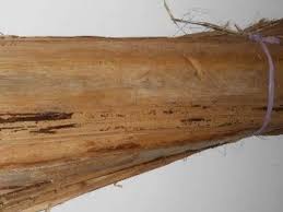 Namun jangan tidak tahu ya, daun pisang bayi kuning atau dalam istilah perubatan dikenali sebagai jaundis adalah keadaan di mana kulit daun pisang sama ada kering atau segar ternyata memiliki banyak manfaat untuk menjaga. Praktis 7 Kerajinan Dari Pelepah Pisang Dan Cara Pembuatannya