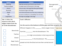The Alveoli And Diffusion Worksheet Teaching Resources