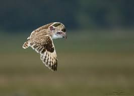 Animals Photoshopped To Create Hilarious New Species Designtaxi Com Bizarre Animals Animals Weird Animals