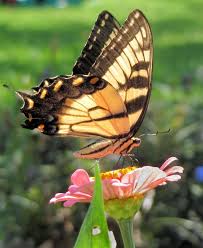 Raising Monarch Butterflies Indoors Butterfly Plants What Do Caterpillars Eat Butterfly Garden