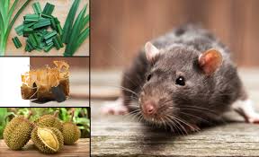 Tak perlu bazirkan masa untuk bersihkan air kencing dan tahi tikus setiap hari. 8 Cara Sangat Mudah Halau Tikus Dari Rumah Anda Sabah Post