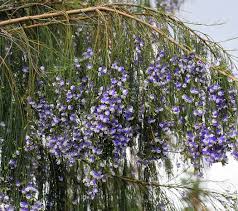 Image result for Psoralea glabra