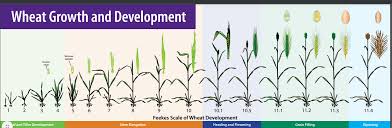 مراحل نمو القمح Agri2day اجري توداي