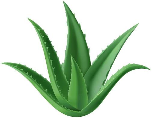 Aloe Vera Plant PNG Clipart? | Gallery Yopriceville - High-Quality Free  Images and Transparent PNG Clipart