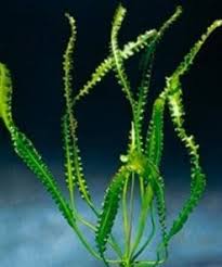 Image result for Aponogeton stuhlmannii