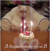 We did not find results for: Funny Birthday Gifs Get The Best Gif On Giphy