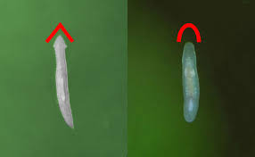 How to Identify and Kill Planaria Worm The Easy Way