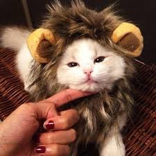 ··· fashion cat wig collar funny lion pet costume cosplay lion mane wig cat hairpiece with ears for car decor fake lion mane. Funny Lion Mane Cat Wig Bargain Wrap