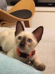 ขายแมว (ลูกแมววิเชียรมาศ siamese cat) แมวมงคลไทยโบราณสายพันธุ์ไทยวิเชียรมาศ หรือแมวสยาม จดทะเบียนพาณิชย์ à¹à¸¡à¸§à¸• à¸§à¸™ à¹ƒà¸Š à¸§ à¹€à¸Š à¸¢à¸£à¸¡à¸²à¸¨à¸¡ à¸¢à¸„à¸° Pantip