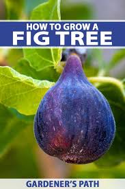 The university of tennessee agricultural extension service figs in the home planting david w. How To Grow A Fig Tree In Your Backyard Gardener S Path