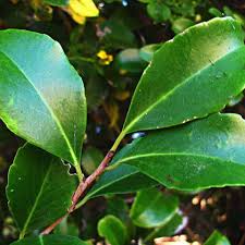 Image result for Maytenus peduncularis