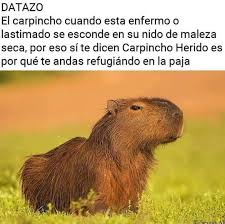 Carpincho Argentino Carpinchoficial Twitter