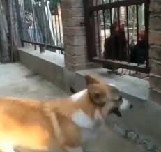 ニワトリに吠えまくる犬を鶏小屋に入れた結果 犬 ニワトリ 動物