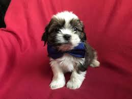 The current median price for all shih tzus sold is $1,400.00. Free Shih Tzu Puppies In Pa Pets Lovers