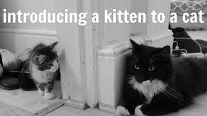 How To Introduce A Kitten To A Cat In 5 Easy Steps Cats Kitten Pet Care