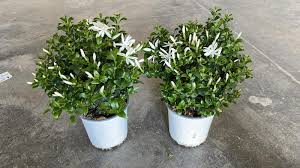 Image result for Jasminum multipartitum