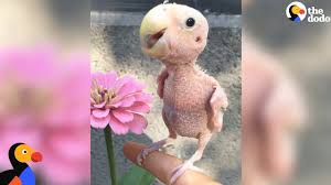 Maybe you would like to learn more about one of these? Naked Bird Who Lost Her Feathers Is So Loved Now The Dodo Youtube