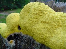 Mold spores in basements can multiply easily and grow on various surfaces. Yellow Mold Removal And Remediation By Restoration Pro Selection Medium