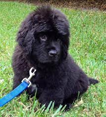 Currently 7 weeks, available after 1/28/21, one male and three females available. Newfoundland Puppies For Sale In New York Breeder Horner Newfoundlands