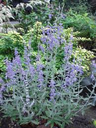 Image result for Perovskia atriplicifolia lacey blue lisslitt photo