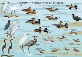 Audubon Society Produces Two Bird Id Cards Bernews