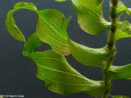 Image result for Potamogeton