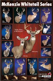 Removable antlers on antler pins make it easier to transport large mounts. Mckenzie S Deer Position Forms Poster Http Www Mckenziesp Com Default Aspx Deer Mount Ideas Deer Whitetail Deer