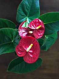 Repot Your Anthuriums In Our Bromeliad Classic Potting Mix And Use Our Potting Mix Finder To Figure Out Which Mix Garden Plant Pots Anthurium Plant Orchid Soil