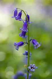 Bluebells Blue Bell Flowers Amazing Flowers Blue And Purple Flowers