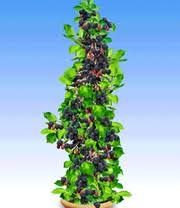 Verschönern sie ihren garten mit baldur ihrem spezialisten für pflanzenversand gartenversand. Obst Obstpflanzen Online Kaufen Bestellen Bei Baldur Garten