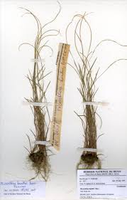 Image result for Microchloa