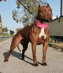 The united kennel club was the first registry to recognize the american pit bull terrier. American Pitbull Naturerules1 Wiki Fandom