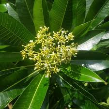 Image result for Rauvolfia afra