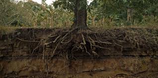 Here are 6 tree stump removal reasons that can help you make that decision. Tree Root Removal A How To Guide Lawnstarter