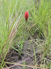 Image result for Disa welwitschii