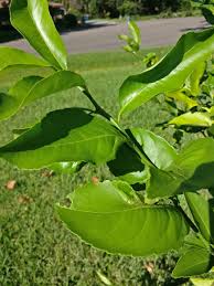 Older leaves naturally curl up at the end of the life cycle and don't indicate a problem. Pin On Gardening