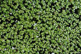 We dedicate more surface area of growing duckweed than to any other plant we duckweed prefers slow moving water however, you will notice fastest growth with areas of agitation. Duckweed Control How To Get Rid Of Duckweed