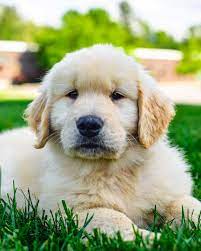 Why buy a golden retriever puppy for sale if you can adopt and save a life? Golden Retriever Puppies 4 Sale Golden Retriever Pups Available And Ready To Go Home Dm If Interested Or Text Or Call 1 561 425 8037 Golden Retriever Puppies Youngstown Ohio