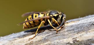 Søndag ble den fem måneder gamle labradorvalpen stukket av en veps. Blir Du Stukket Av Veps I Sommer Lop A Hent Dette I Kjokkenskapet Onlinenytt