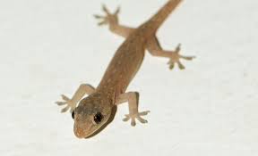 Gambar cicak cicak comel yang selalu tersenyum (5 gambar). 5 Fakta Unik Cecak Diam Diam Merayap Hingga Ke Penjuru Dunia
