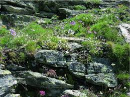 Image result for Anthospermum usambarense