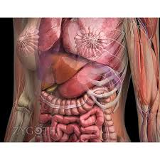 Stock photos and editorial news pictures from getty images. Zygote Complete 3d Female Anatomy Model Medically Accurate Human
